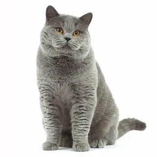 Коти